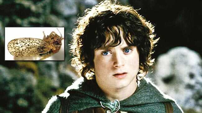 Frodo Baggins böcek adı oldu