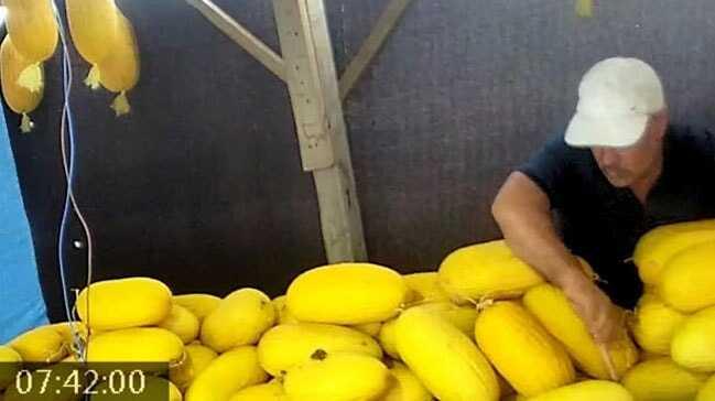 Komşusuna zarar vermek için kavunlarını bıçakladı