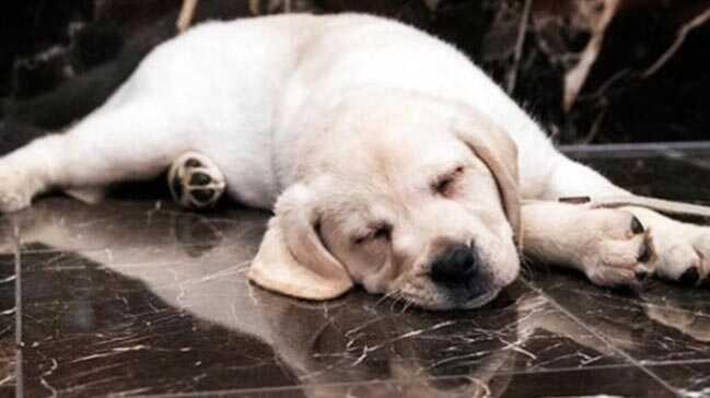 Köpek 'yanlışlıkla' kadını silahla vurdu