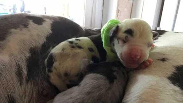 Yeşil renkte doğan köpek görenleri hayrete düşürdü