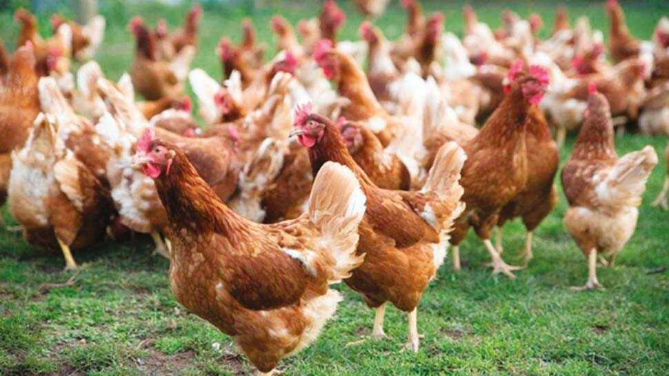 Şaşırtan alışveriş: Yanlışlıkla bin tavuk satın aldı