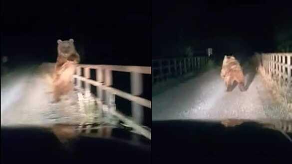 Otomobilin önüne çıkan ayı, korkuttu