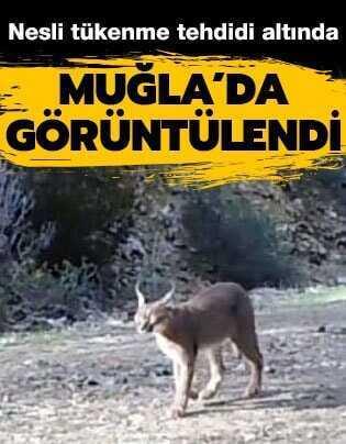 Nesli t�kenme tehdidi alt�nda! Mu�la'da g�r�nt�lendi