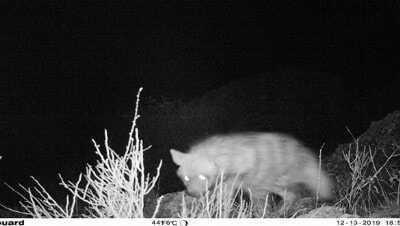 Nesli t�kenmekte olan �izgili s�rtlan fotokapana tak�ld�