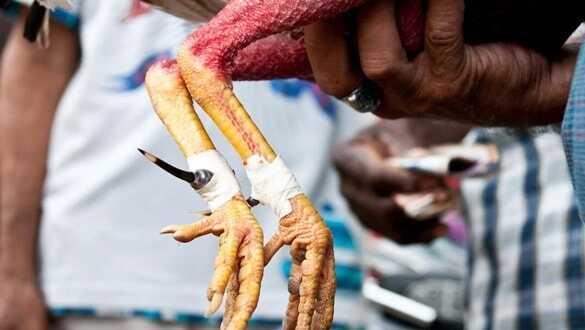 Dövüşe giden bıçaklı horoz sahibini öldürdü