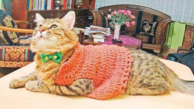 Kedim olmadan asla! Parola: Her eve bir kedi
