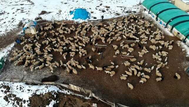 Elazığ'da kuzular anneleriyle böyle buluştu