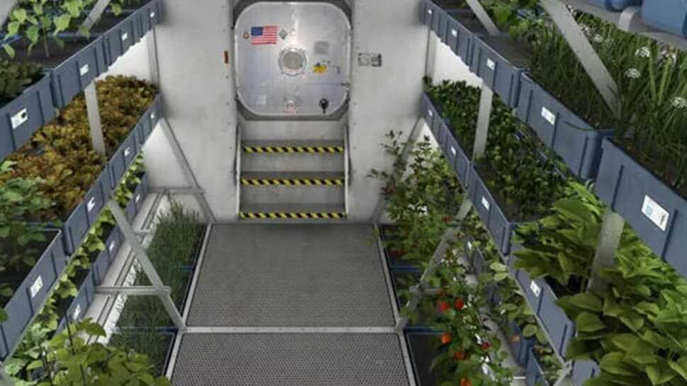 NASA: Uzay istasyonunda yetiştirilen marullar besleyici ve güvenli
