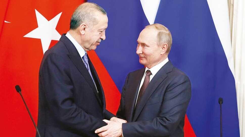 Araya kara kediler girdi