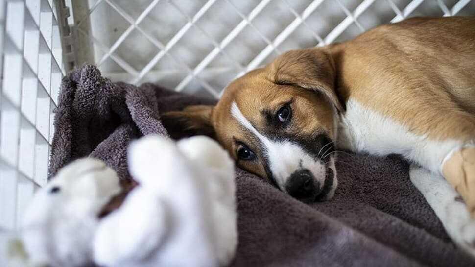 Köpeğiniz varsa bu hastalığa dikkat! Gençlik hastalığının belirtileri