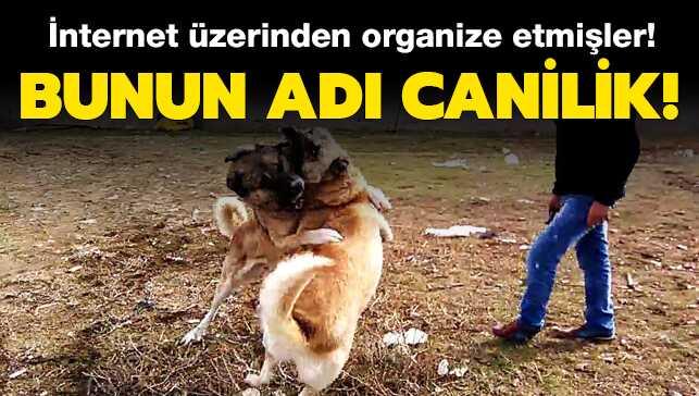 �nternet �zerinden organize etmi�ler! Bunun ad� canilik