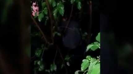 Kumar operasyonu: Polisten ka�an ��pheli a�a�ta yakaland�