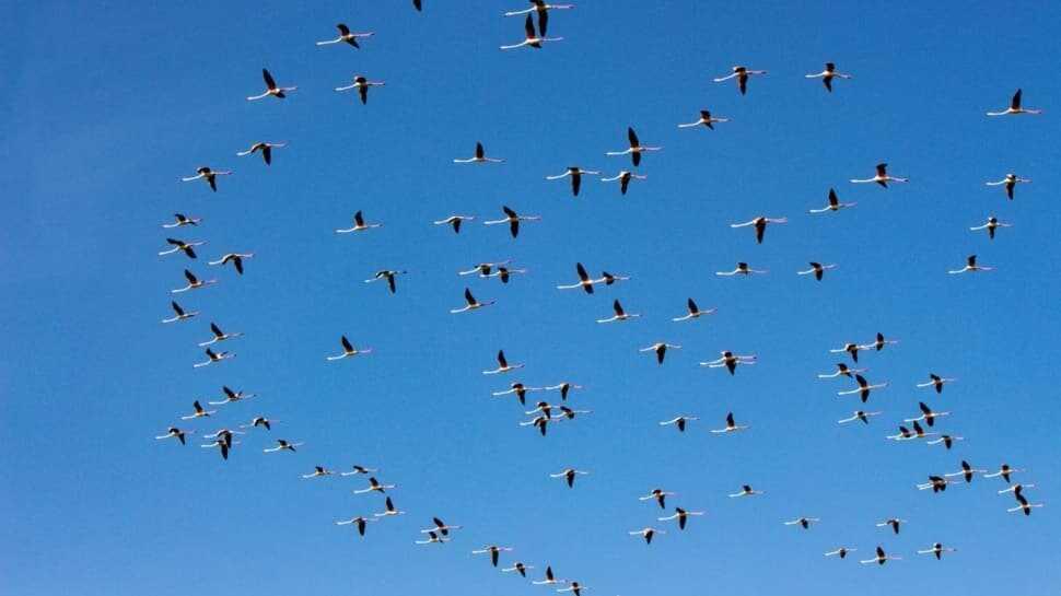 Flamingoların Tuz Gölü durağında renkli görüntüler oluştu