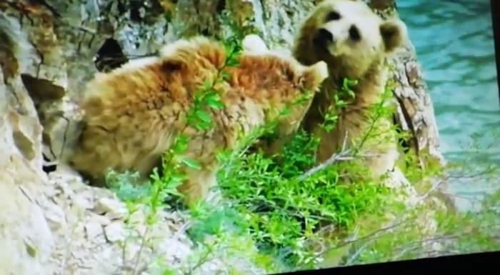 Coruh Nehri Ne Inen Boz Ayilar Goruntulendi