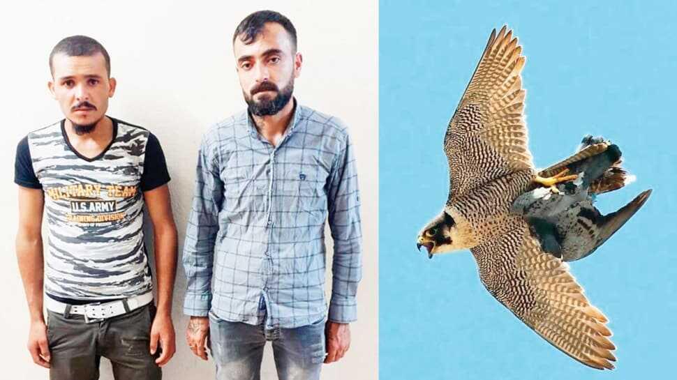 Zehir ararken ölü 'Gökdoğan' buldular