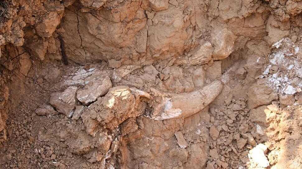 Meksika'da 15 bin yıl öncesine ait mamut kalıntıları bulundu!