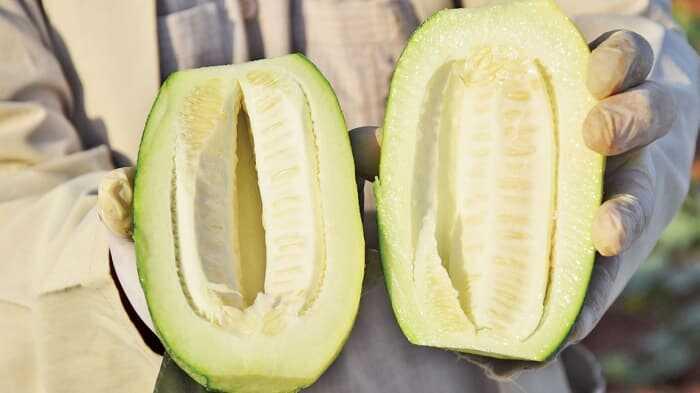 Dışı karpuz, içi kavun tadı salatalık: Şelengo
